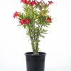 Desert Rose Adenium obesum