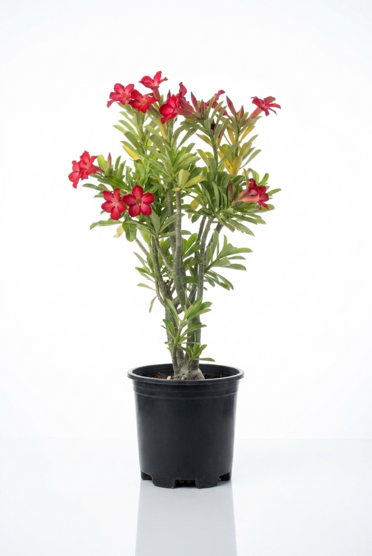 Desert Rose Adenium obesum