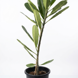 Plumeria obtusa (Frangipani)