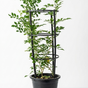 Murraya paniculata Thai Jasmine