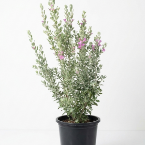 Leucophyllum frutescens