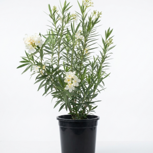 Nerium Oleander