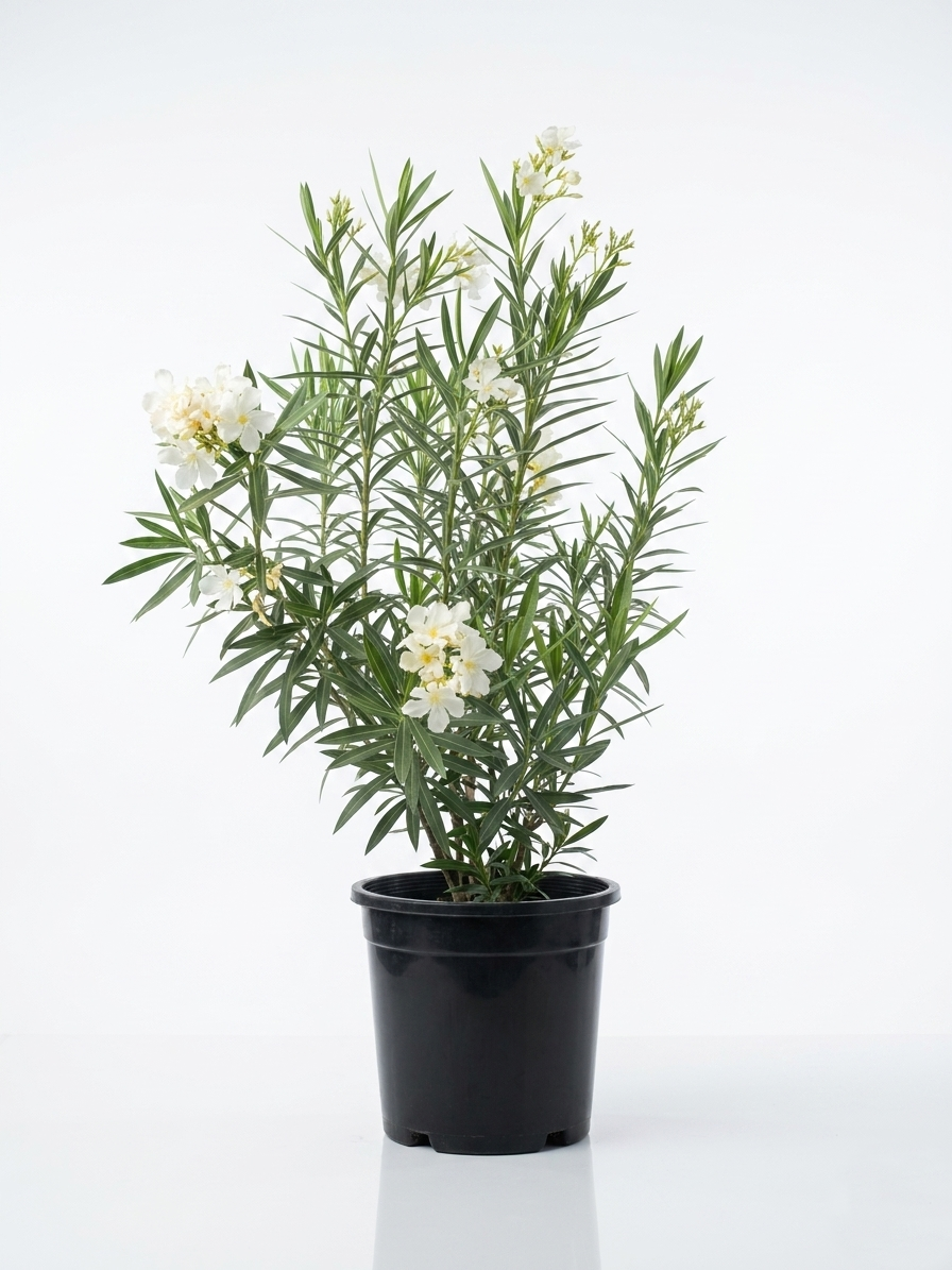 Nerium Oleander Nerium Oleander