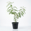 Curry leaf plant