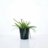 Pink Zephyranthes