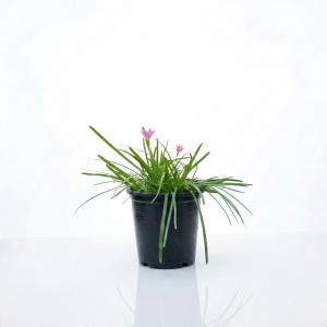 Pink Zephyranthes