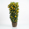 Mandarin plant