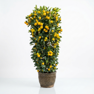 Mandarin plant
