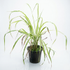 Cymbopogon Lemongrass