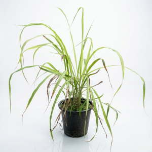 Cymbopogon Lemongrass