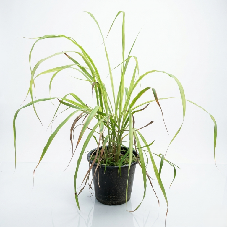 Cymbopogon Lemongrass