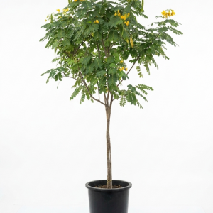 Cassia suratensis