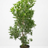 Conocarpus lancifolius Damas