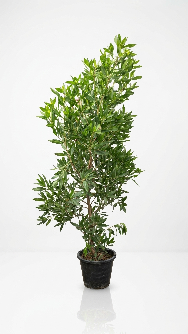 Conocarpus lancifolius Damas