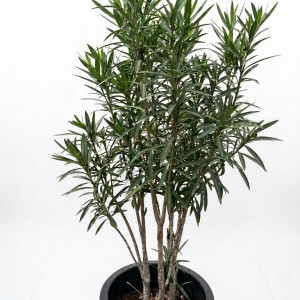 Nerium Oleander