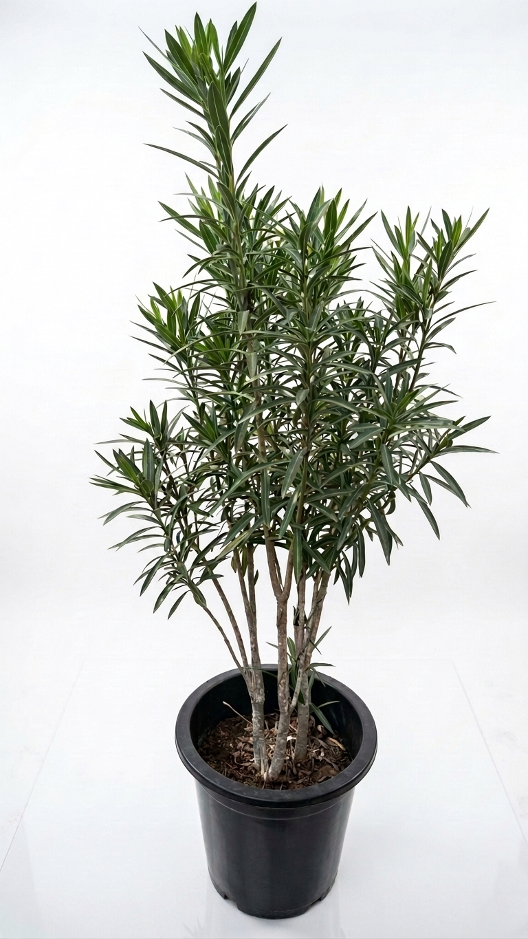 Nerium Oleander Nerium Oleander