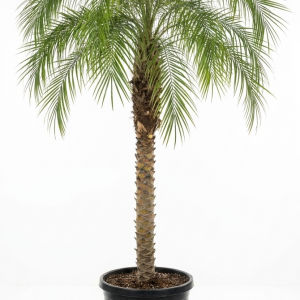 Phoenix roebelenii palm