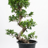 Ficus Bonsai S Shape