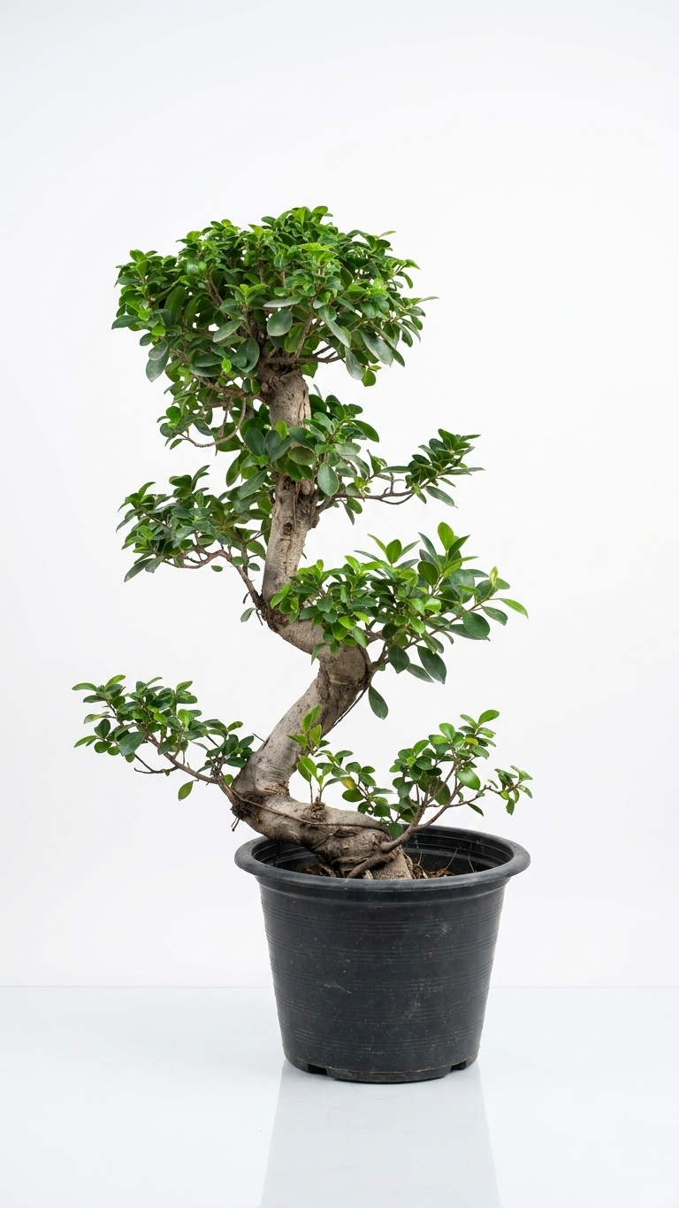 Ficus Bonsai Ficus Bonsai S Shape