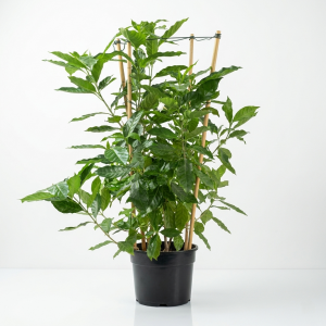 Tabernaemontana