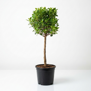 Ficus Panda (One Head)