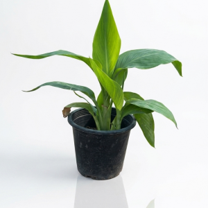Green Canna indica