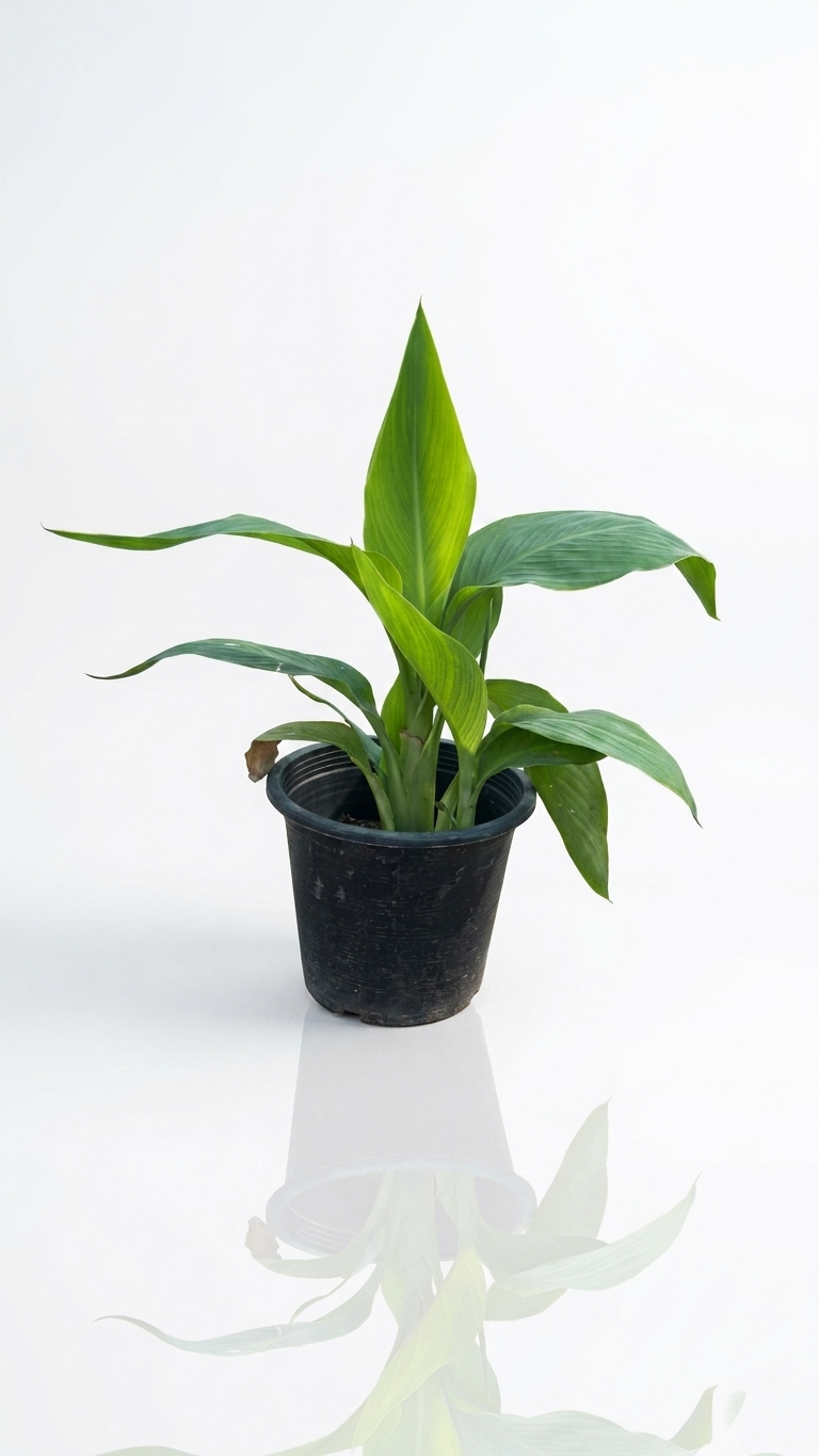 Canna indica Green Canna indica