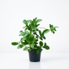 Clerodendrum inerme (Dumdum)