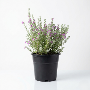 Leucophyllum frutescens