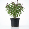 Ocimum basilicum (Rehan/Thai Basil)