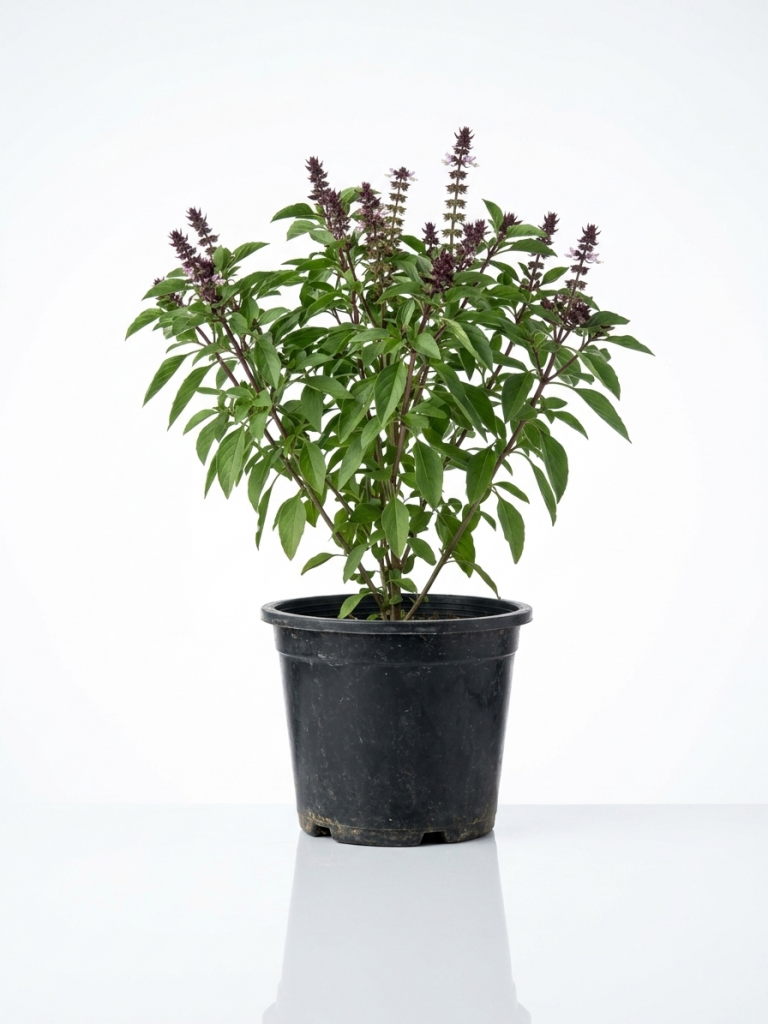 Ocimum basilicum (Rehan/Thai Basil)