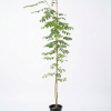 Caesalpinia