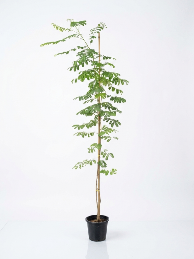 Caesalpinia