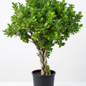 Ficus Panda (Twisted stem)
