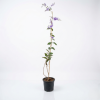 Petrea volubilis