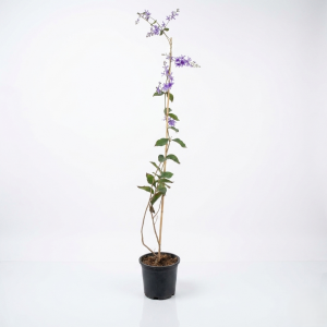 Petrea volubilis