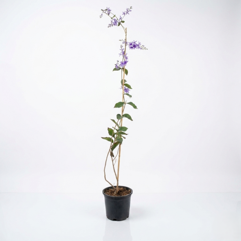 Petrea volubilis