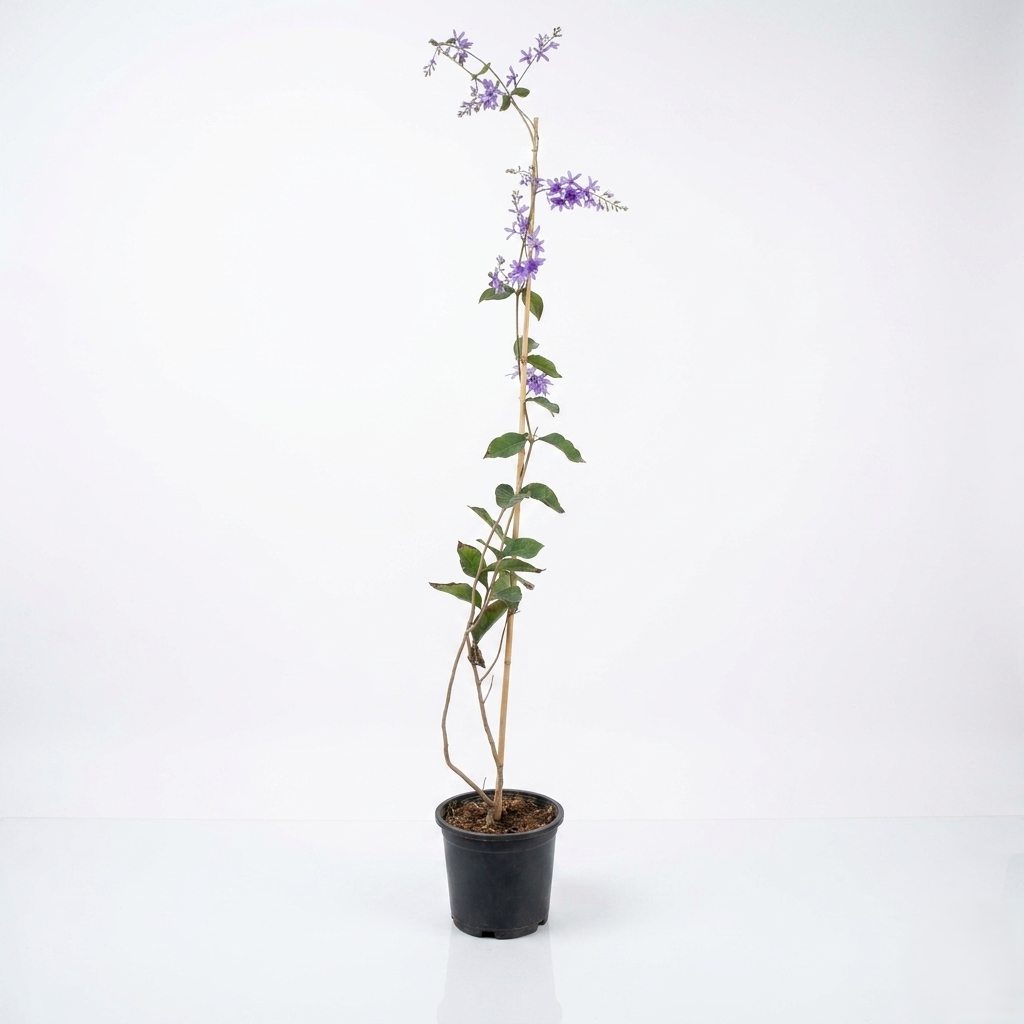 Petrea volubilis Petrea volubilis