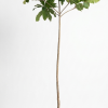 Terminalia catappa Indian almond