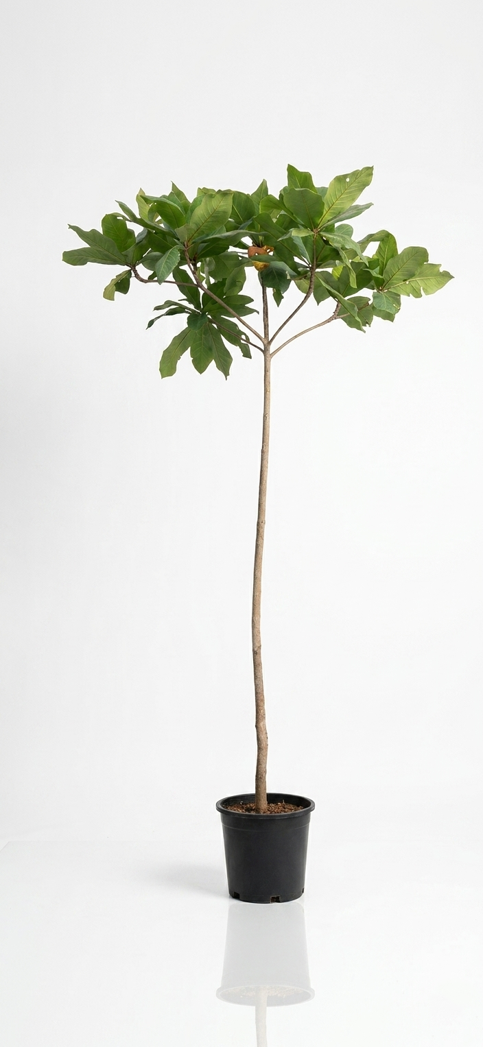 Terminalia catappa Indian almond