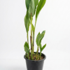 Green Canna indica