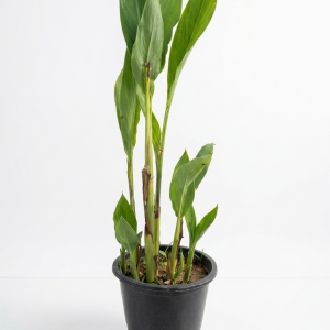 Green Canna indica