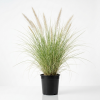 Pennisetum Fountain Grass