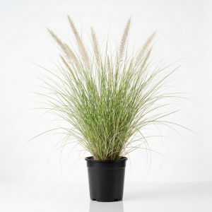 Pennisetum Fountain Grass