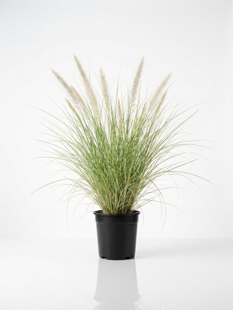 Pennisetum Fountain Grass