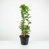 Mandevilla splendens