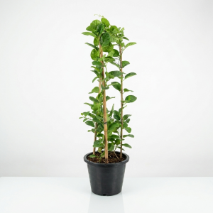 Mandevilla splendens