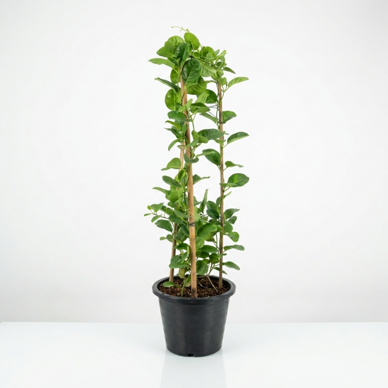 Mandevilla splendens