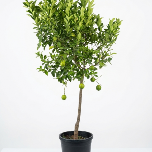 Citrus limon