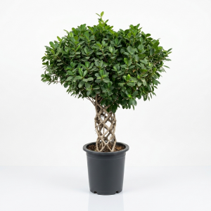 Ficus Panda (Cage stem)